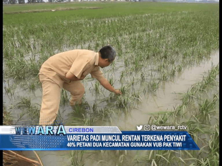 Varietas Padi Muncul Rentan Terkena Penyakit