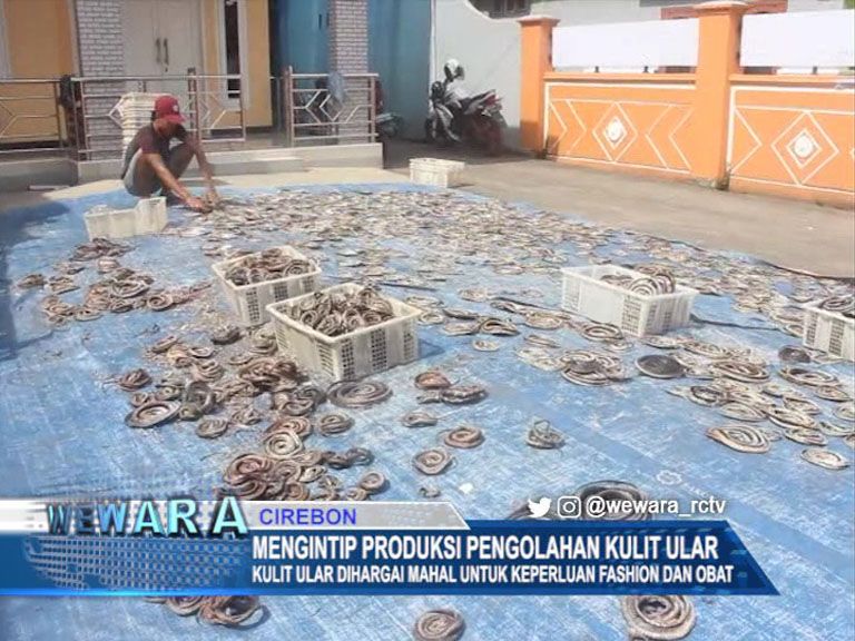 Mengintip Produksi Pengolahan Kulit Ular