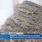 Tokek Untuk Diolah Jadi Obat
