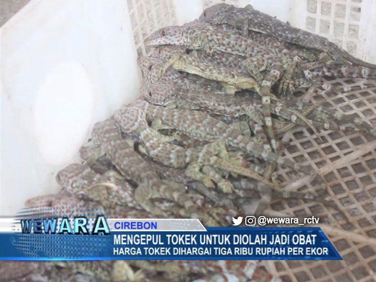 Tokek Untuk Diolah Jadi Obat