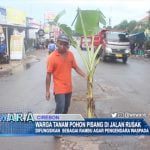 Warga Tanam Pohon Pisang Di Jalan Rusak
