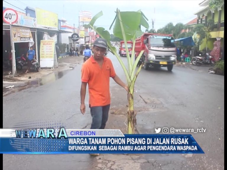 Warga Tanam Pohon Pisang Di Jalan Rusak