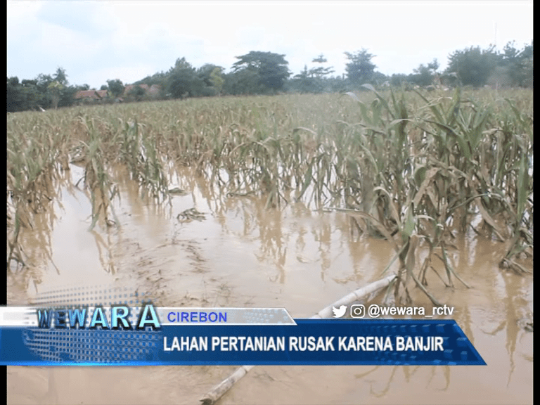 Lahan Pertanian Rusak Karena Banjir