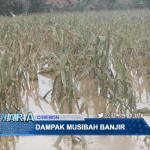 Dampak Musibah Banjir, Sektor Pertanian Alami Kerugian Capai 6 Miliar Rupiah