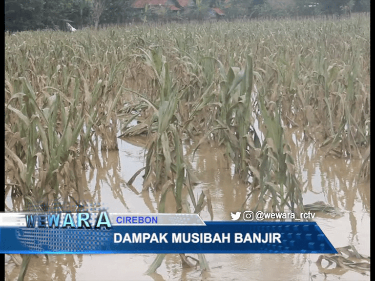 Dampak Musibah Banjir, Sektor Pertanian Alami Kerugian Capai 6 Miliar Rupiah