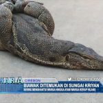 Biawak Ditemukan Di Sungai Kriyan