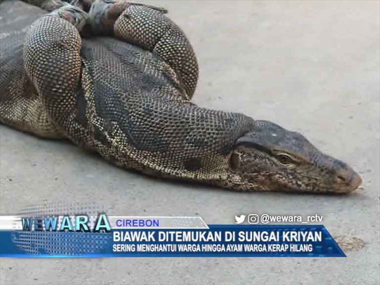 Biawak Ditemukan Di Sungai Kriyan