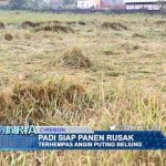 Padi Siap Panen Rusak Terhempas Angin Puting Beliung