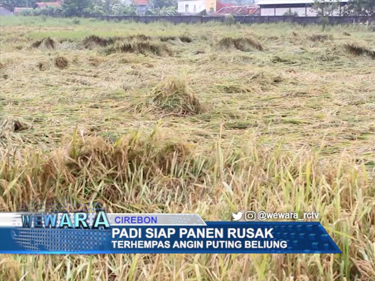 Padi Siap Panen Rusak Terhempas Angin Puting Beliung