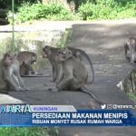 Persediaan Makanan Menipis, Ribuan Monyet Rusak Rumah Warga