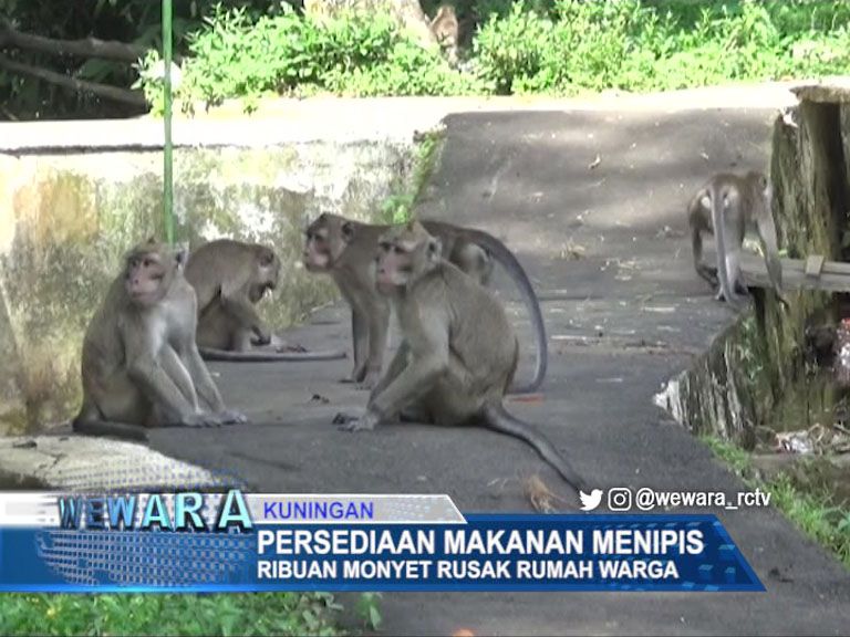 Persediaan Makanan Menipis, Ribuan Monyet Rusak Rumah Warga