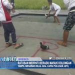 Ratusan Merpati Beradu Masuk Kolongan