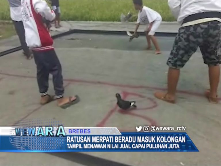 Ratusan Merpati Beradu Masuk Kolongan