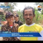 Pohon Pisang Unik, Satu Tandan Pisang, Dua Jantung