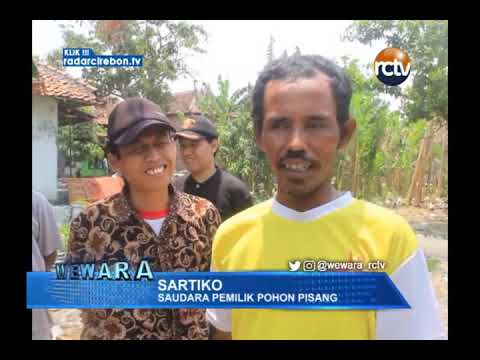 Pohon Pisang Unik, Satu Tandan Pisang, Dua Jantung