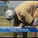 Kurang Pasokan Air, Petani Beralih Cocok Tanam Horti