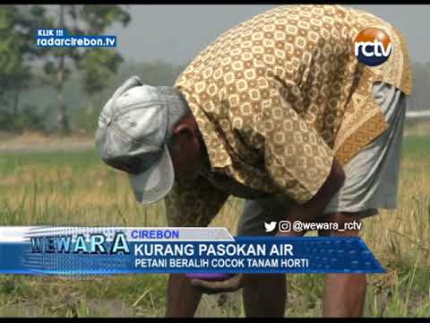 Kurang Pasokan Air, Petani Beralih Cocok Tanam Horti