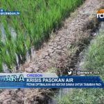 Krisis Pasokan Air, Optimalkan 400 Hektar Sawah Untuk Tanaman Padi