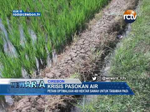 Krisis Pasokan Air, Optimalkan 400 Hektar Sawah Untuk Tanaman Padi