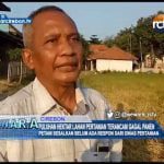 Puluhan Hektar Lahan Pertanian Terancam Gagal Panen