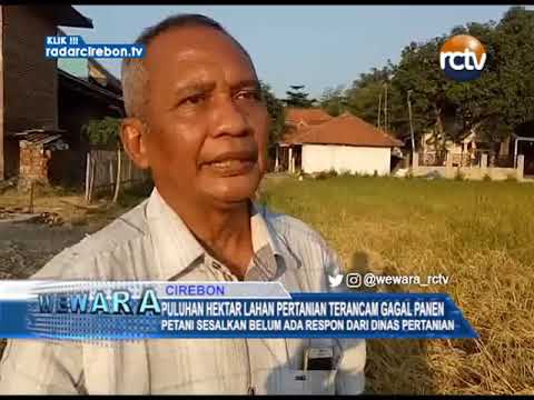 Puluhan Hektar Lahan Pertanian Terancam Gagal Panen