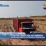 Petani Tebu Cirebon Tagih Janji Pemerintah