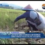 2.404 Hektar Sawah Di Kuningan Alami Kekeringan