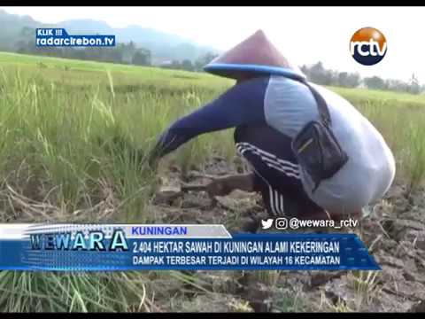 2.404 Hektar Sawah Di Kuningan Alami Kekeringan