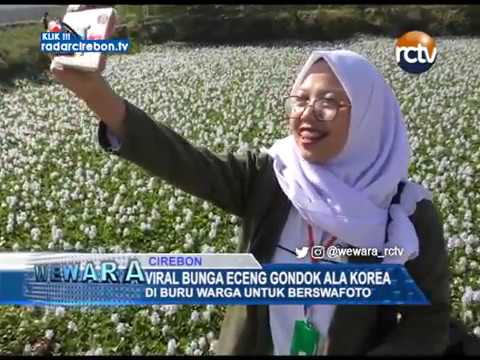 Viral Bunga Eceng Gondok Ala Korea