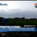 Masa Tanam Kedua Petani Mulai Kesulitan Air