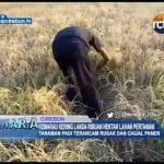 Kemarau Kering Landa Ribuan Hektar Lahan Pertanian