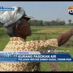 Kurang Pasokan Air, Puluhan Hektar Sawah Gagal Tanam Padi