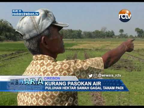 Kurang Pasokan Air, Puluhan Hektar Sawah Gagal Tanam Padi