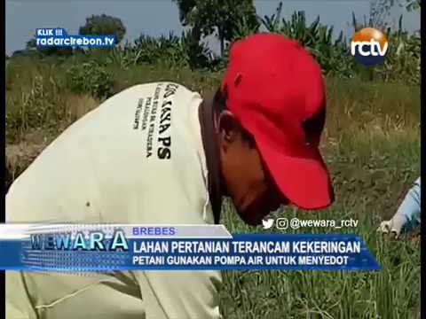 Lahan Pertanian Terancam Kekeringan