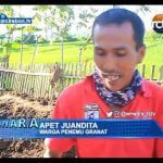 Warga Temukan Granat Jenis Nanas