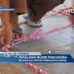 Peralihan Musim Pancaroba, Nelayan Alih Profesi Pembudidaya Kerang