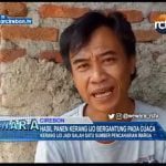 Hasil Panen Kerang Ijo Bergantung Pada Cuaca