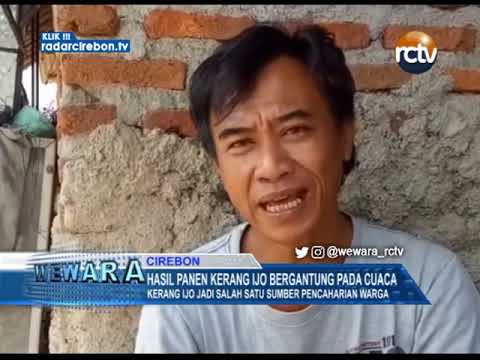 Hasil Panen Kerang Ijo Bergantung Pada Cuaca