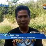 Ratusan Bangkai Ayam Cemari Aliran Sungai Cimanis