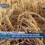 Petani Panen Padi Kering Dan Tak Berisi