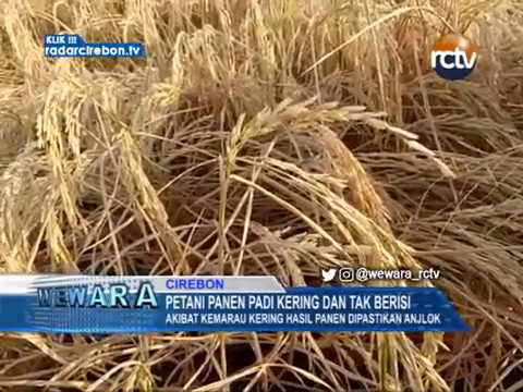 Petani Panen Padi Kering Dan Tak Berisi