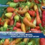 Harga Cabai Mahal, Petani Cabai Di Tegal Raup Untung