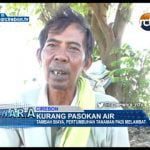 Kurang Pasokan Air, Pertumbuhan Tanaman Padi Melambat