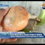 Buah Menoa Mulai Jarang Ditemui Di Cirebon
