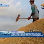 Hasil Panen Petani Desa Beringin Turun