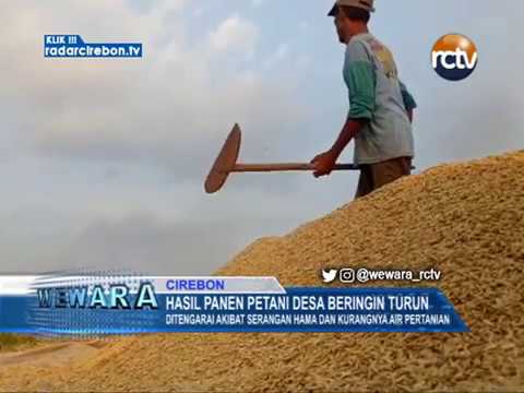 Hasil Panen Petani Desa Beringin Turun