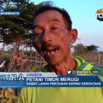 Petani Timun Merugi