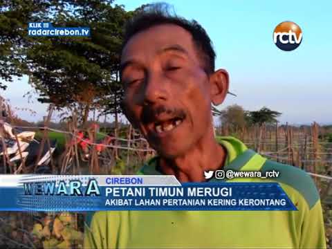 Petani Timun Merugi