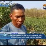 Musim Kemarau Petani Pilih Tanaman Palawija