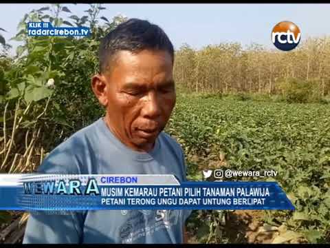 Musim Kemarau Petani Pilih Tanaman Palawija